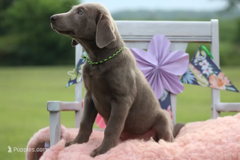 Neon Collar Female – Labrador Retriever puppy for sale in Jerico Springs, MO