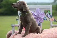 Neon Collar Female, a female Labrador Retriever for sale in Jerico Springs, MO – 1 of 5
