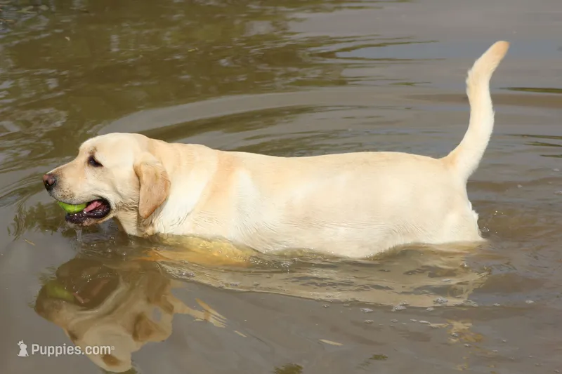 Paisley – Labrador Retriever puppy for sale in Jerico Springs, MO