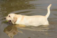 Paisley, a female Labrador Retriever for sale in Jerico Springs, MO – 3 of 3