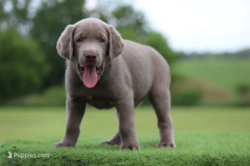 Green Collar – Labrador Retriever puppy for sale in Jerico Springs, MO