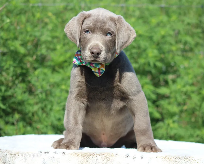 Ringo, a male Labrador Retriever for sale in Sheldon, MO – Photo 1 of 3
