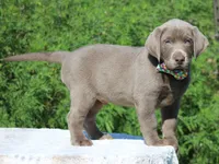 Ringo, a male Labrador Retriever for sale in Sheldon, MO – Photo 3 of 3