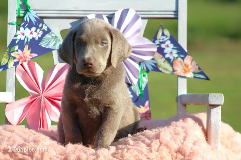 Duke – Labrador Retriever puppy for sale in Jerico Springs, MO
