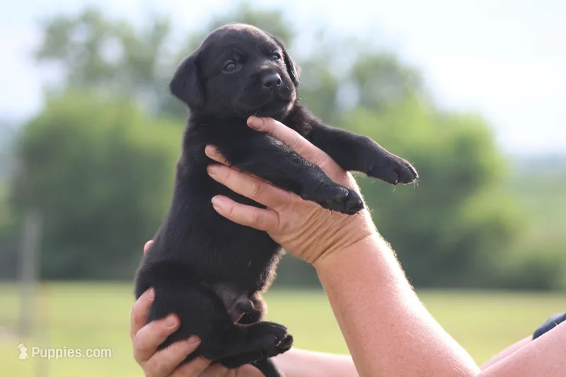 Stanley – Labrador Retriever puppy for sale in Jerico Springs, MO