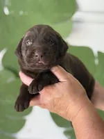 L blue collar, a female Labrador Retriever for sale in Jerico Springs, MO – Photo 5 of 5