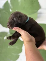 L blue collar, a female Labrador Retriever for sale in Jerico Springs, MO – Photo 2 of 5