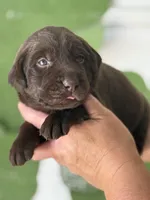 L blue collar, a female Labrador Retriever for sale in Jerico Springs, MO – Photo 4 of 5