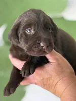 L blue collar, a female Labrador Retriever for sale in Jerico Springs, MO – Photo 3 of 5