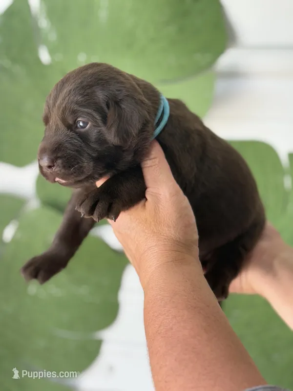L blue collar – Labrador Retriever puppy for sale in Jerico Springs, MO