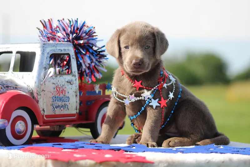 Light Blue Collar – Labrador Retriever puppy for sale in Jerico Springs, MO