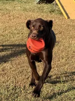 Spencer, a male Labrador Retriever for sale in Jerico Springs, MO – 4 of 4