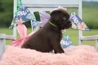 Daniel, a male Labrador Retriever for sale in Jerico Springs, MO – 5 of 5