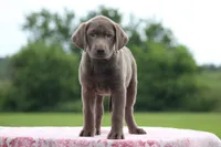 Blue collar, a female Labrador Retriever for sale in Jerico Springs, MO – 2 of 6
