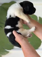 White and black Male, a male Newfoundland for sale in Jerico Springs, MO – 5 of 5
