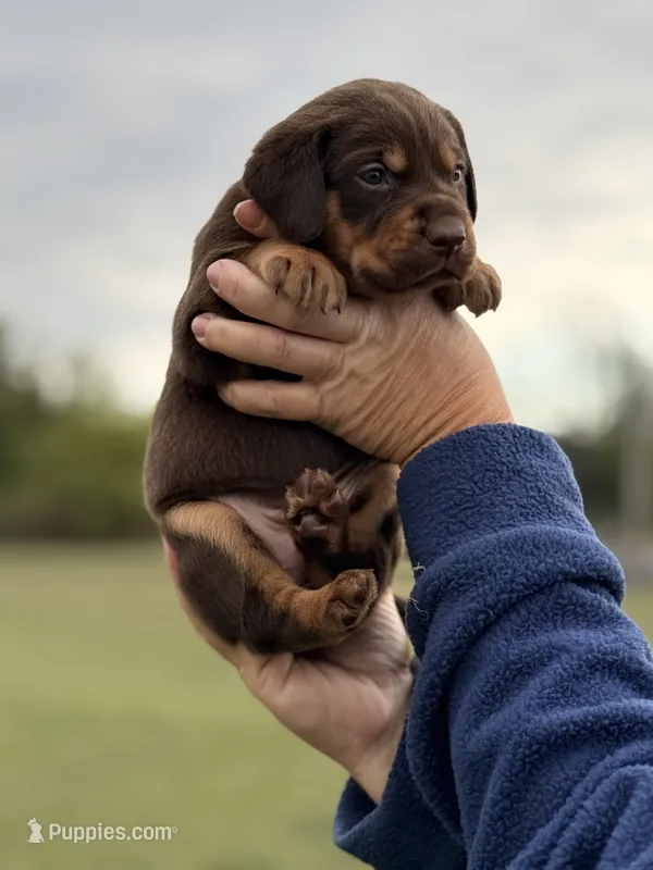 Mismark Female – Labrador Retriever puppy for sale in Jerico Springs, MO
