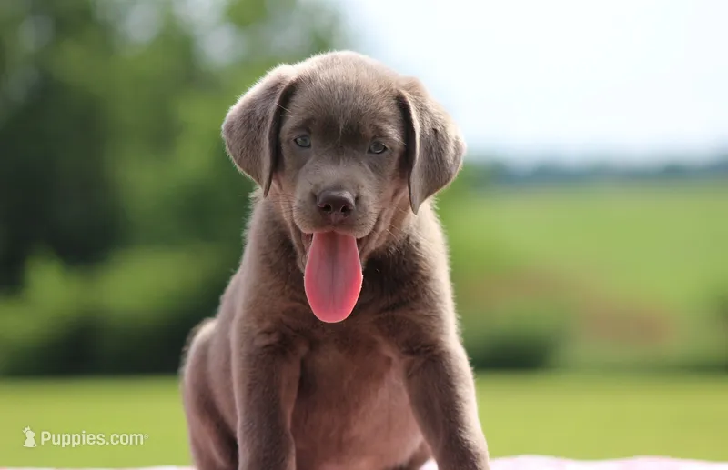 Pink Collar – Labrador Retriever puppy for sale in Jerico Springs, MO