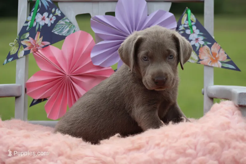 Sabrina – Labrador Retriever puppy for sale in Jerico Springs, MO