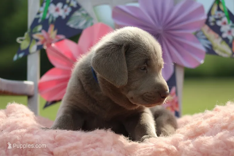 Duke – Labrador Retriever puppy for sale in Jerico Springs, MO