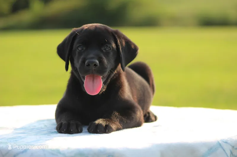Stanley – Labrador Retriever puppy for sale in Jerico Springs, MO