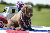Orange Collar, a female Labrador Retriever for sale in Jerico Springs, MO – 3 of 4