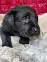 Chase, a male Labrador Retriever for sale in Sheldon, MO – Photo 4 of 4