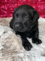 Chase, a male Labrador Retriever for sale in Sheldon, MO – Photo 3 of 4