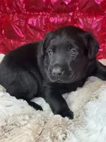Chase, a male Labrador Retriever for sale in Sheldon, MO – Photo 1 of 4