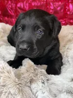 Chase, a male Labrador Retriever for sale in Sheldon, MO – Photo 2 of 4