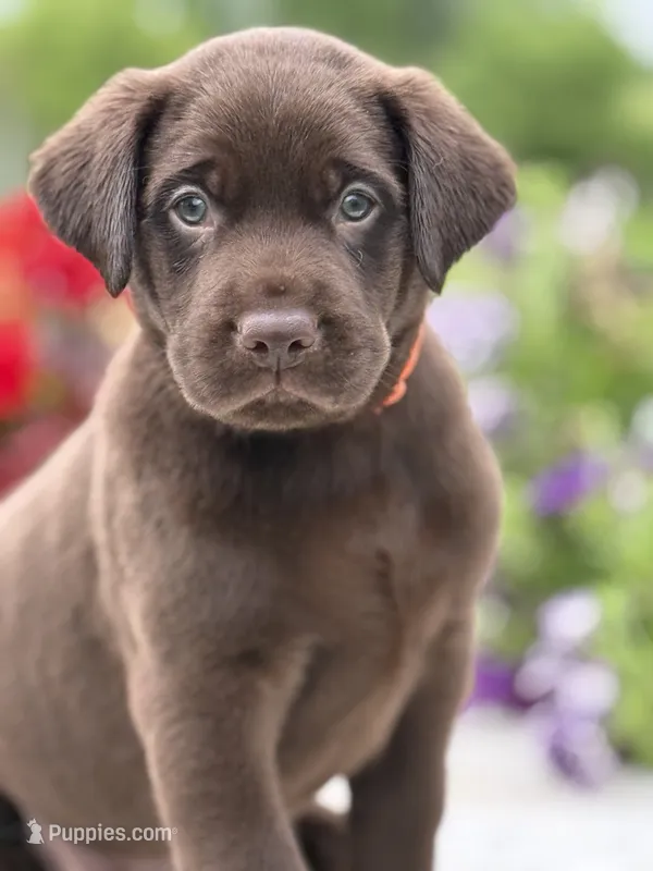 Orange Collar Male – Labrador Retriever puppy for sale in Jerico Springs, MO