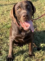 Spencer, a male Labrador Retriever for sale in Jerico Springs, MO – 2 of 4