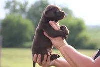 Greta, a female Labrador Retriever for sale in Jerico Springs, MO – 3 of 4