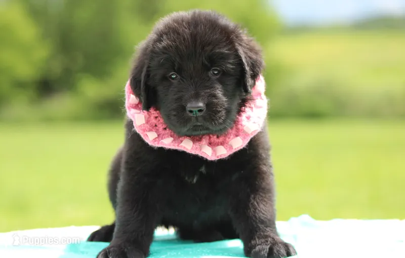 Black Female – Newfoundland puppy for sale in Jerico Springs, MO