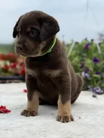 Neon Mismark Female, a female Labrador Retriever for sale in Jerico Springs, MO – 5 of 9