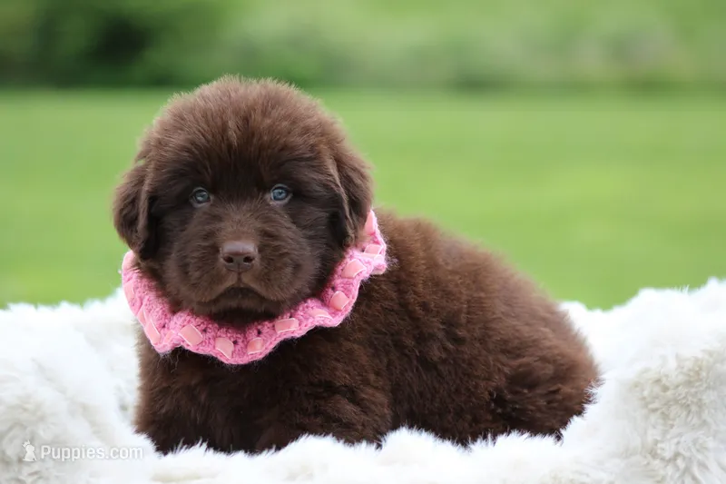 Brown Male – Newfoundland puppy on hold in Jerico Springs, MO