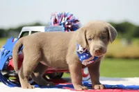 Gold Collar, a female Labrador Retriever for sale in Jerico Springs, MO – 3 of 5