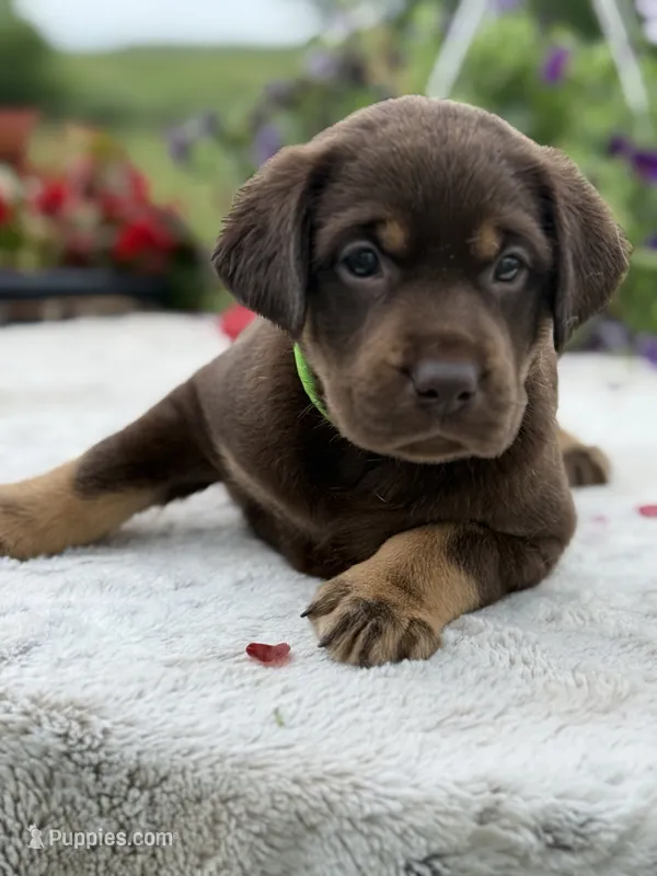 Neon Mismark Female, a female Labrador Retriever for sale in Jerico Springs, MO – 1 of 9