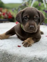 Neon Mismark Female, a female Labrador Retriever for sale in Jerico Springs, MO – 1 of 9