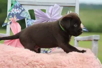 Daniel, a male Labrador Retriever for sale in Jerico Springs, MO – 4 of 5