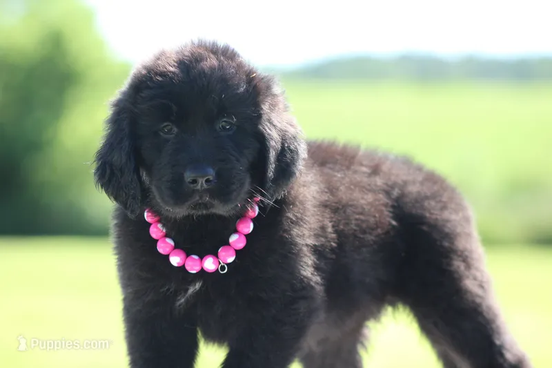 Black Female – Newfoundland puppy for sale in Jerico Springs, MO