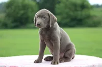 Blue collar, a female Labrador Retriever for sale in Jerico Springs, MO – 4 of 6