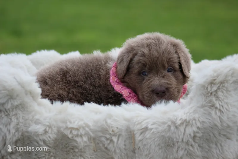 Beige and white male – Newfoundland puppy for sale in Jerico Springs, MO