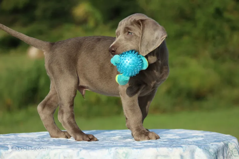 Duke – Labrador Retriever puppy for sale in Jerico Springs, MO