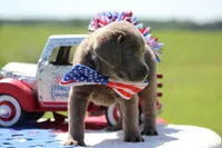 Yellow Collar, a male Labrador Retriever for sale in Jerico Springs, MO – 4 of 4
