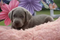Duke, a male Labrador Retriever for sale in Jerico Springs, MO – 2 of 4