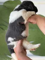 White and gray Male, a male Newfoundland for sale in Jerico Springs, MO – 7 of 7