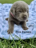 Silver Female, a female Labrador Retriever for sale in Jerico Springs, MO – 5 of 5