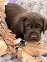 Lyle, a male Labrador Retriever for sale in Jerico Springs, MO – 2 of 6
