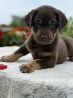 Neon Mismark Female, a female Labrador Retriever for sale in Jerico Springs, MO – 6 of 9