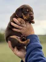 Mismark Female, a female Labrador Retriever for sale in Jerico Springs, MO – 3 of 4